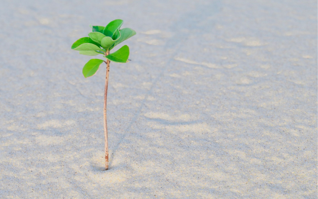 Lonely plant amidst a dessert depicting hidden trauma of emotional neglect